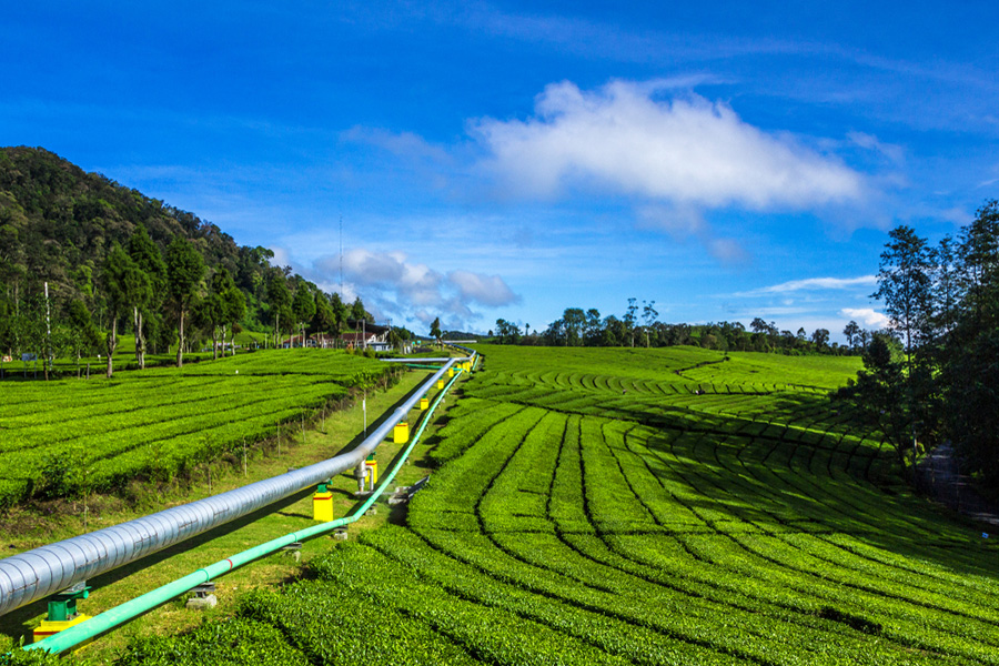 Kebun Teh Rancabolang