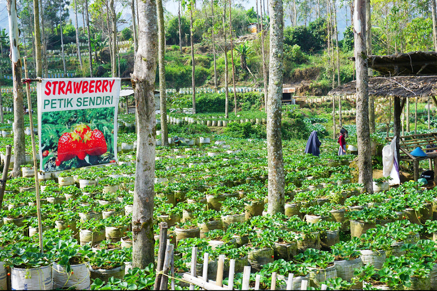 Kebun Strawberry Ciwidey
