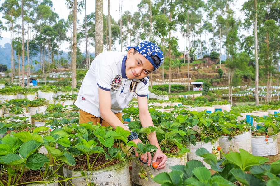 Kebun Strawberry Ciwidey