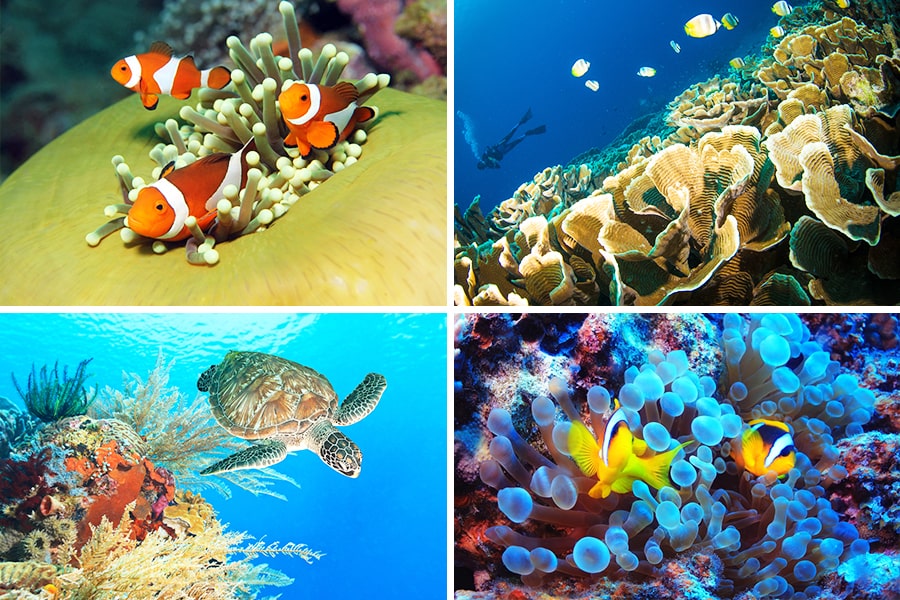 Keindahan Bawah Laut Indonesia