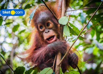 7 Alluring Destinations You Should Visit in Borneo, Indonesia