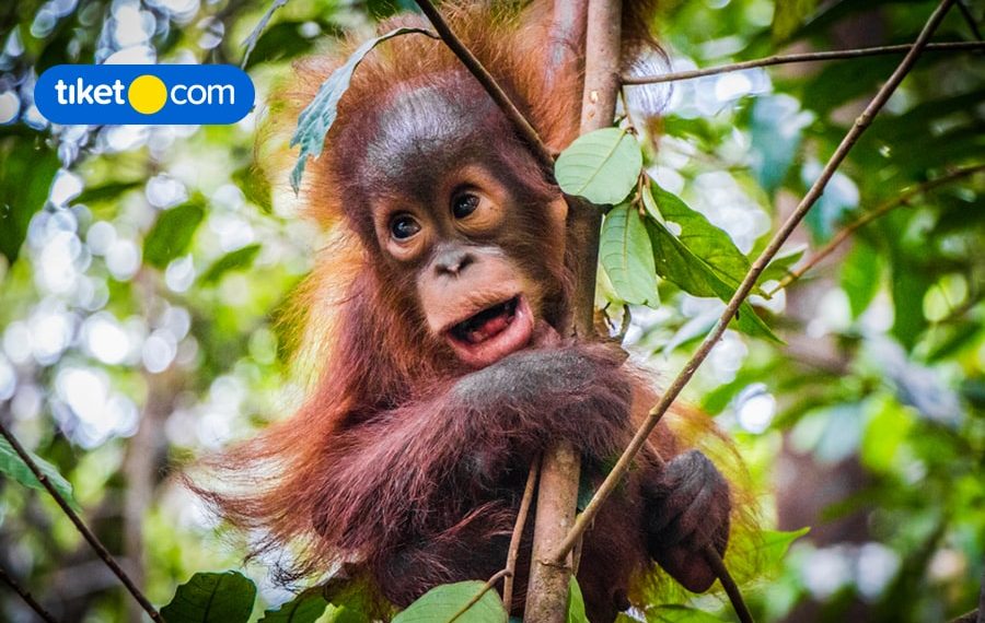 7 Alluring Destinations You Should Visit in Borneo, Indonesia