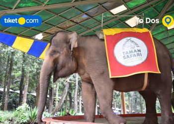 Enjoy Safari Tour with Unique Animals in Taman Safari Bogor, Book Now and Go Later!