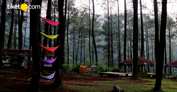 Pine Forest Camp, Spot Camping Seru di Lembang Bandung