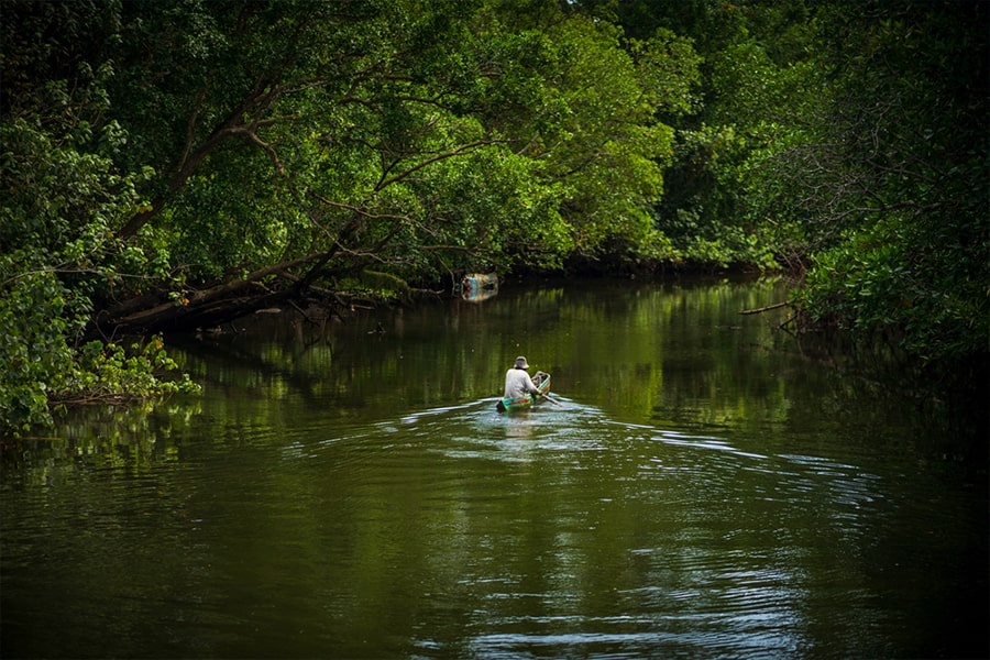 mangrove bintan