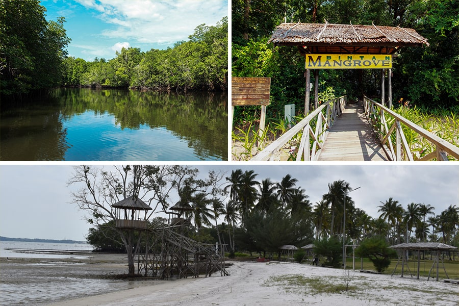 mangrove bintan