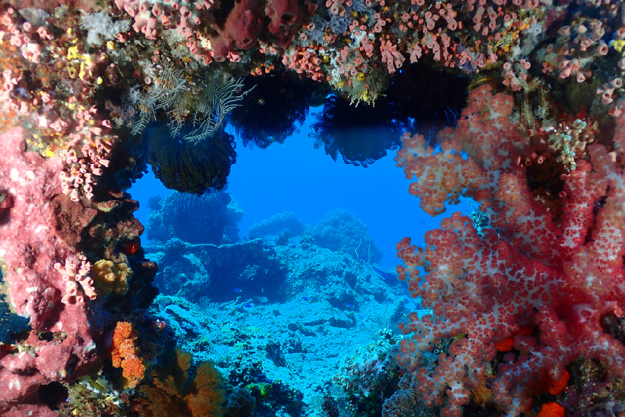 spot diving dan snorkeling di labuan bajo