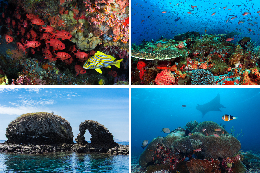 spot diving dan snorkeling di labuan bajo