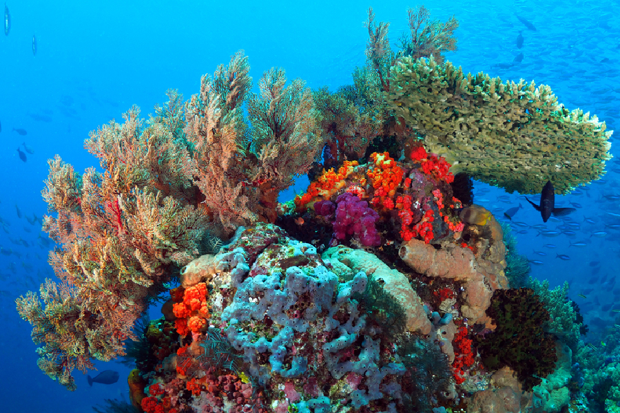 vacation tips likupang