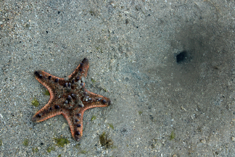 spot diving lombok