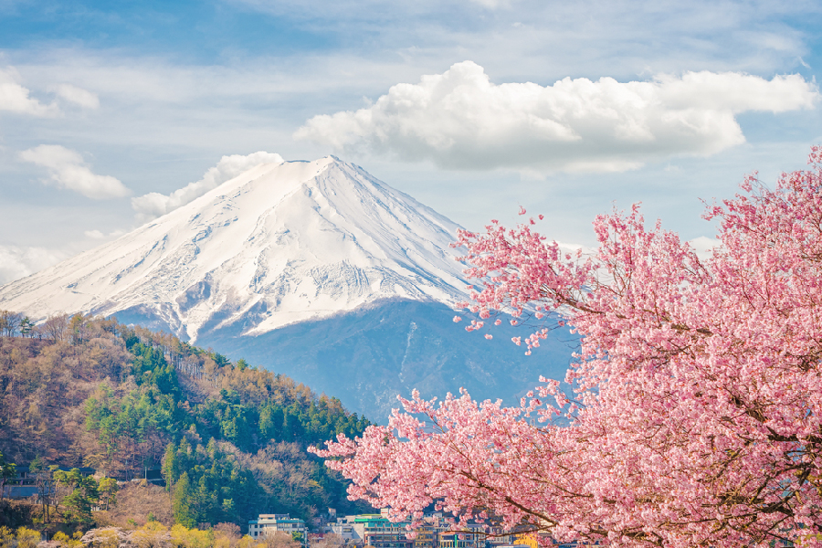 japan sakura spring