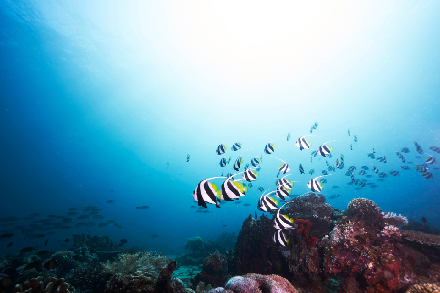 tips aman dan nyaman ke derawan