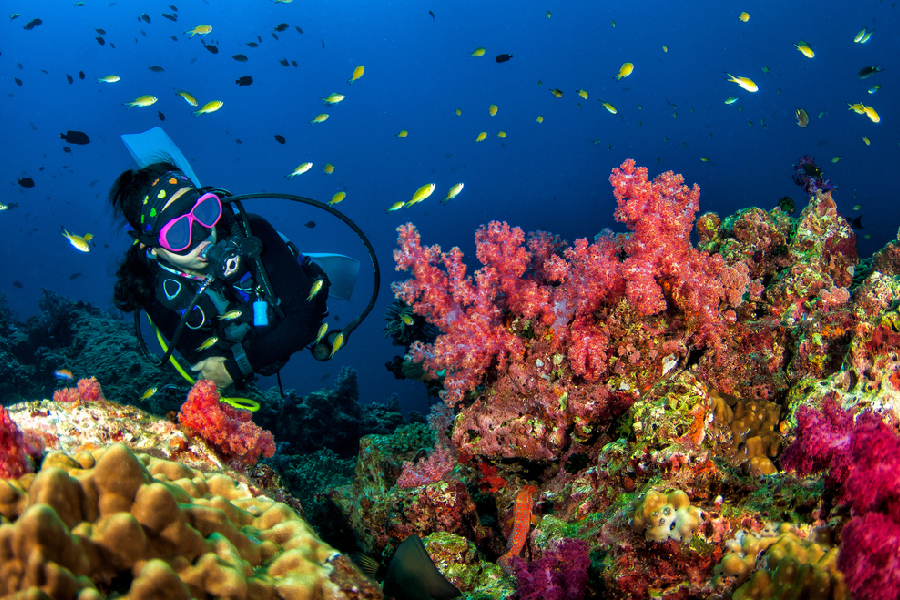 spot diving lombok