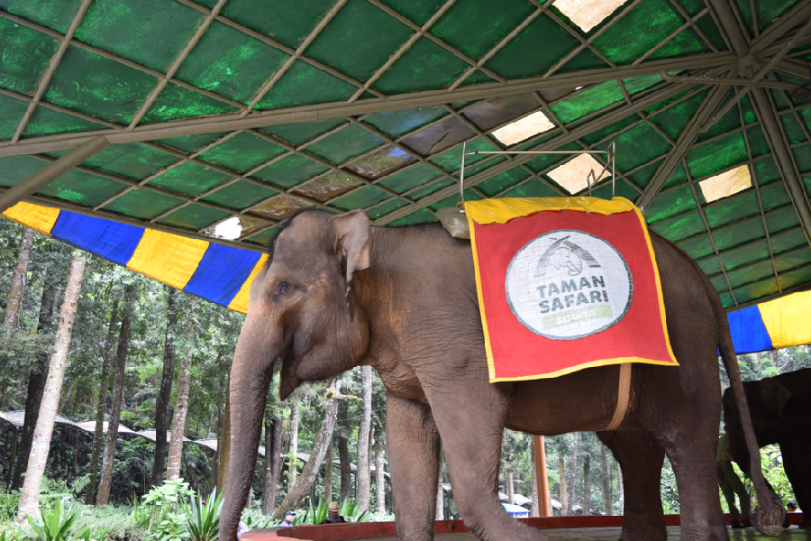 safari bogor
