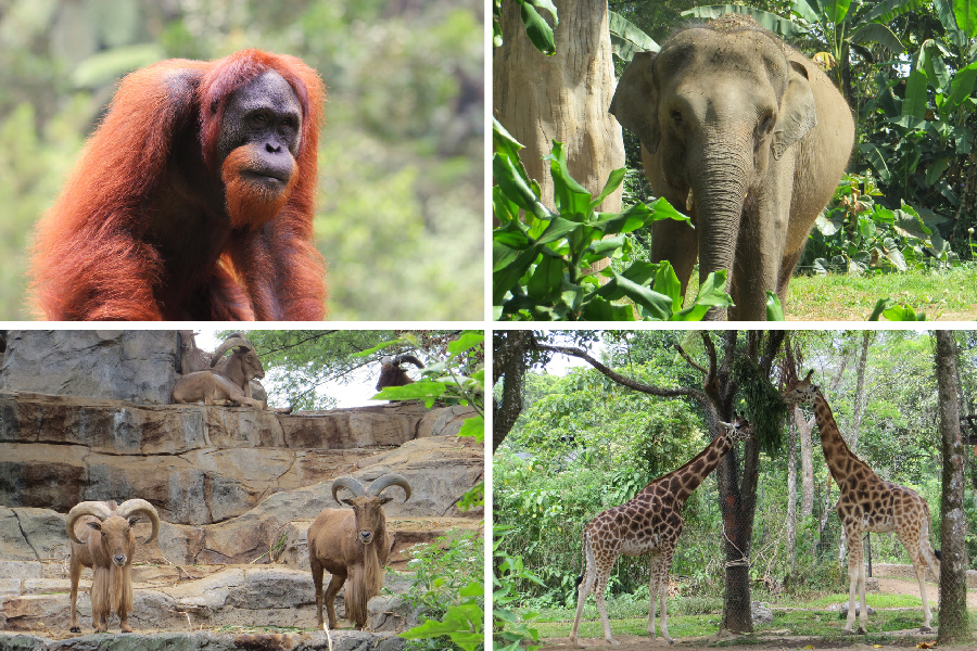 bogor safari