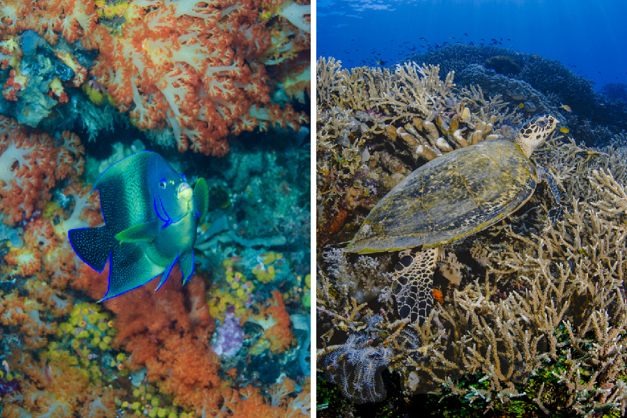spot diving dan snorkeling di labuan bajo