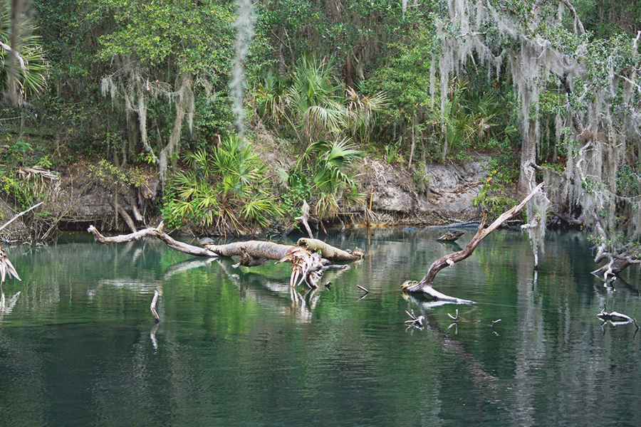 things to do in florida