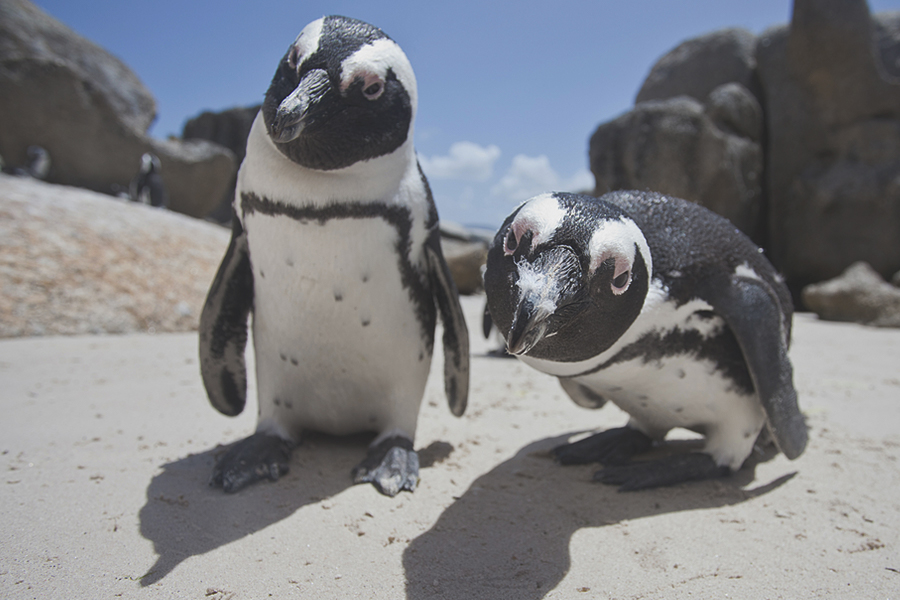 African penguin capetown