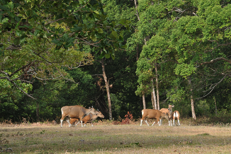 Pulau-Peucang