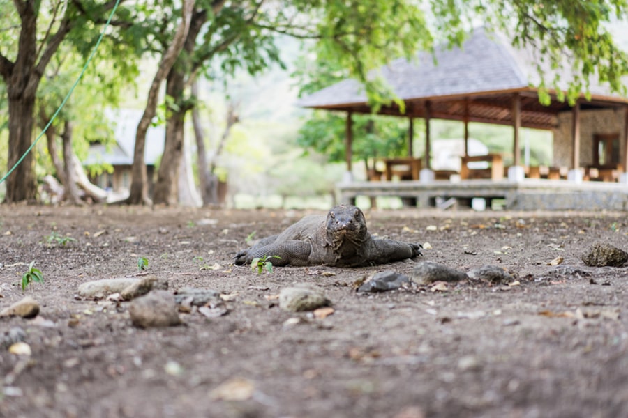 Desa Komodo Labuan Bajo