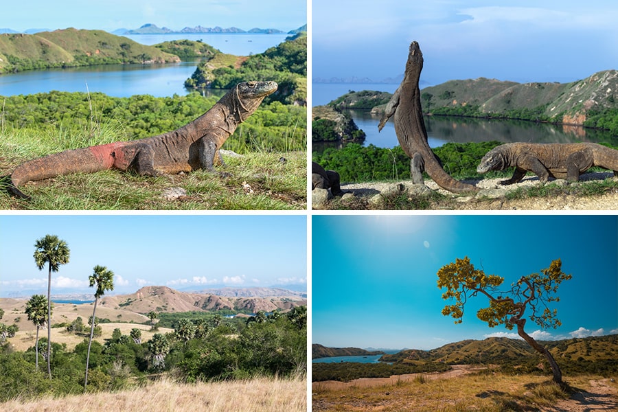 Desa Komodo Labuan Bajo