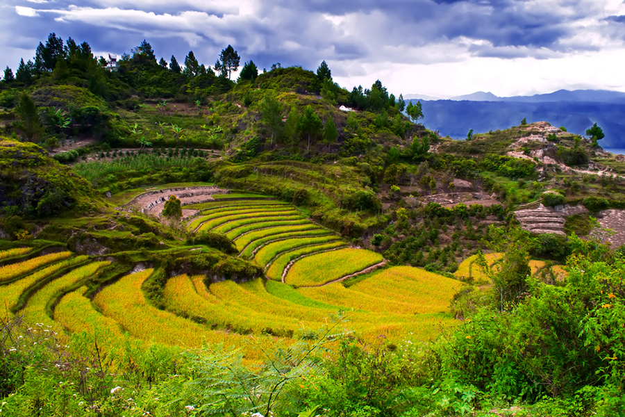Terrace of grain.Samosir Island North Sumatra, Indonesia.