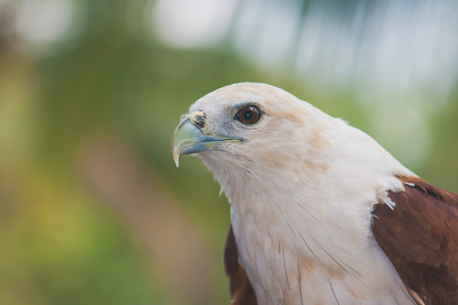 Bondol eagle