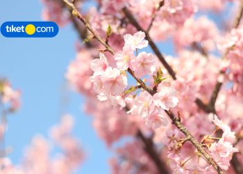 7 Most Beautiful Countries to Visit During Spring