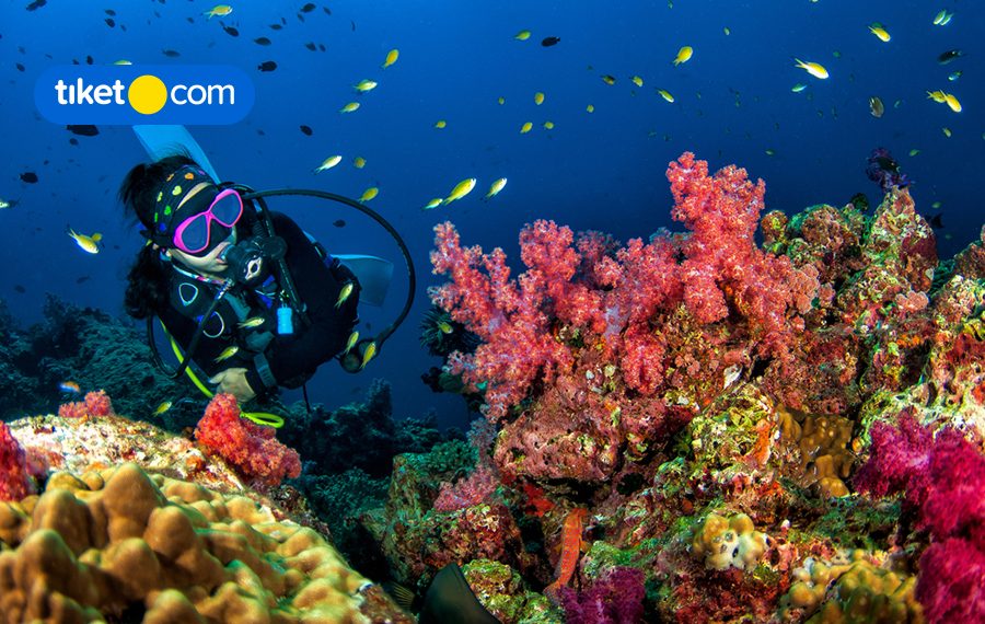 Ingin Menjelajahi Bawah Laut Lombok? Ini Dia Tips Diving dan Spot Diving Terbaik di Lombok!
