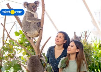 Discover 6 Incredible Things to See and Do in Sydney, Australia