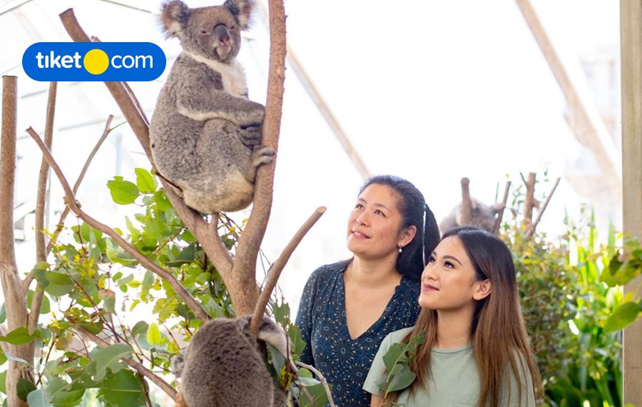 Discover 6 Incredible Things to See and Do in Sydney, Australia