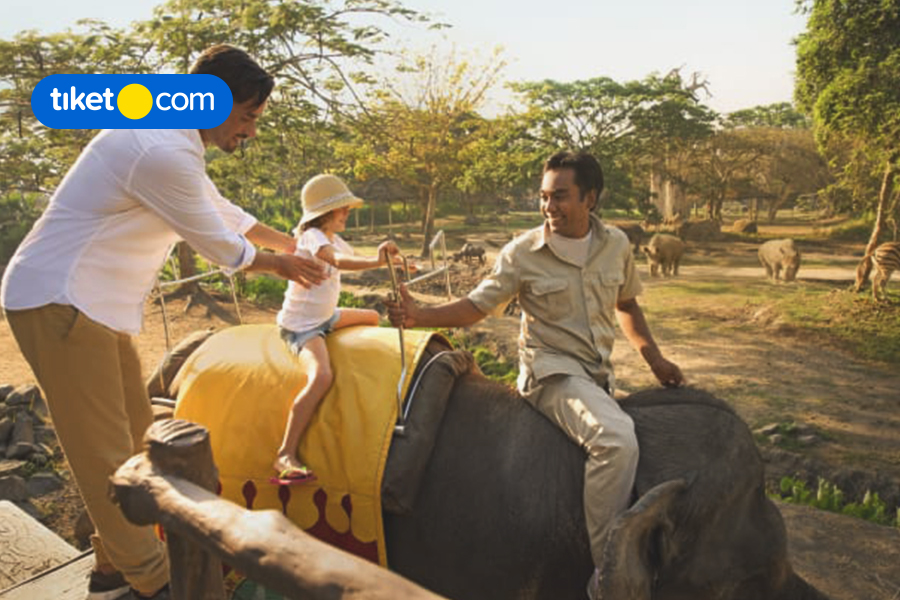 Aktivitas Seru di Bali Safari Marine Park Bareng Keluarga, Kuy Cobain!