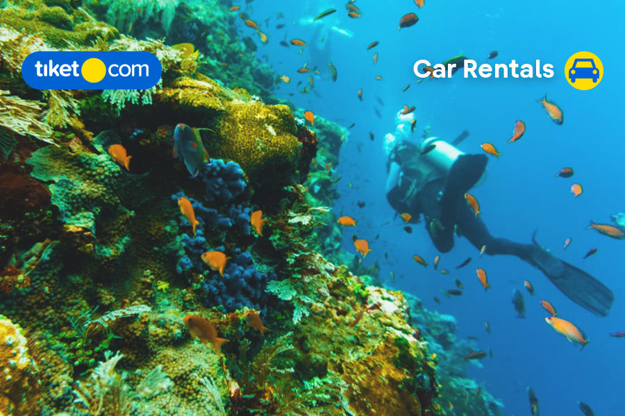 Best Snorkeling and Diving Sites to Witness Labuan Bajo’s Underwater Beauty