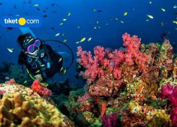 Diving 101: What to Prepare and Where to Go in Lombok