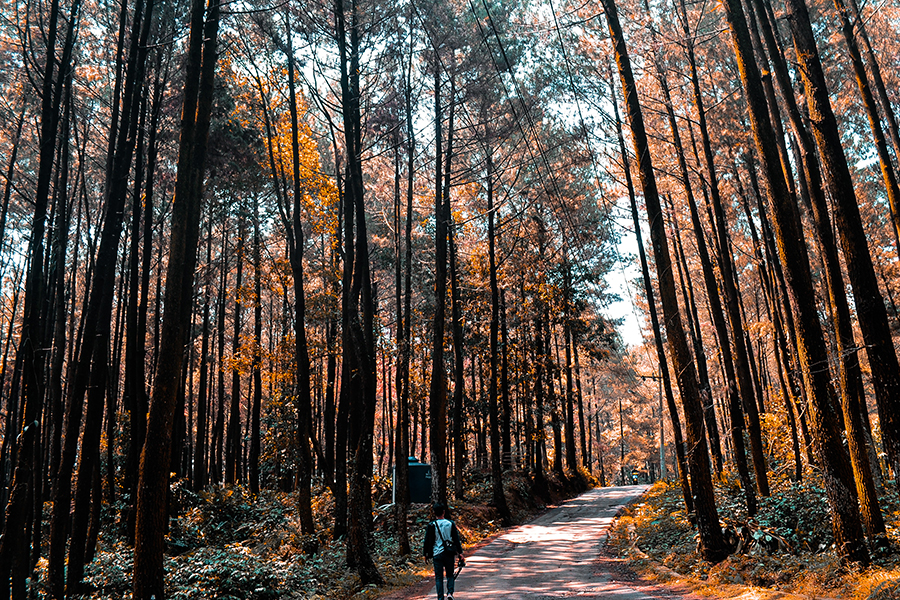 tempat wisata instagramable di Bogor - Gunung Pancar