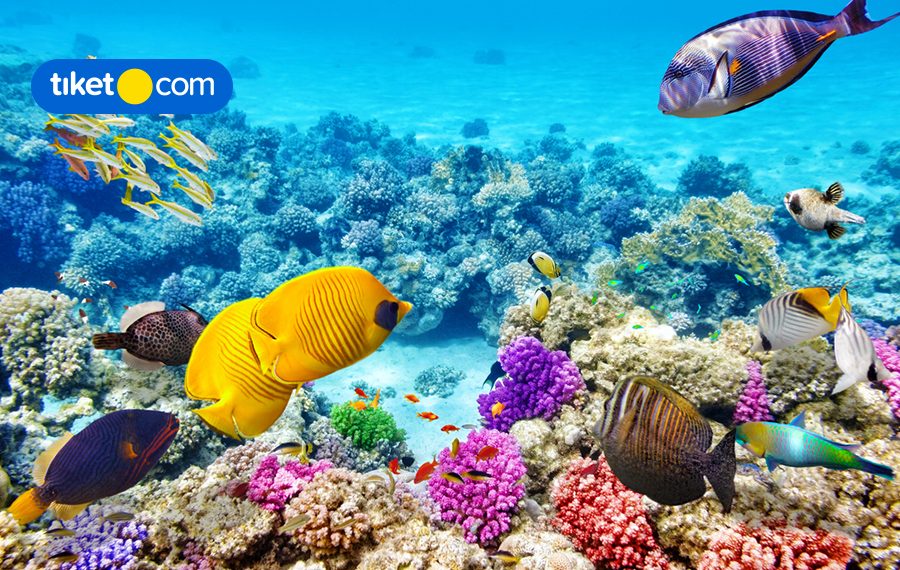 Beragam Hal Seru yang Bisa Kamu Lakukan di Sea World Ancol