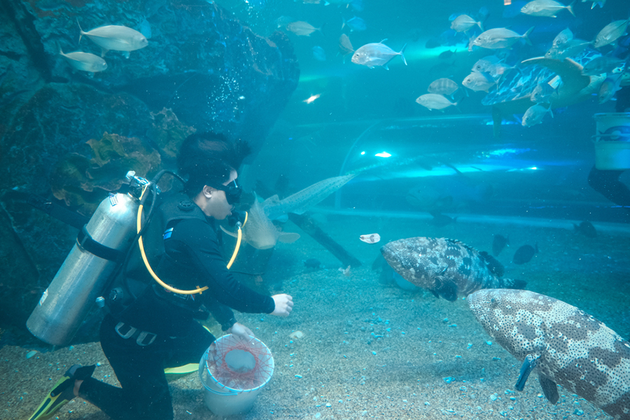 Sea World Ancol