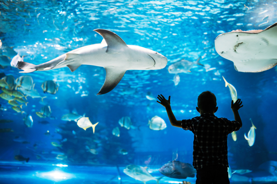 Sea World Ancol