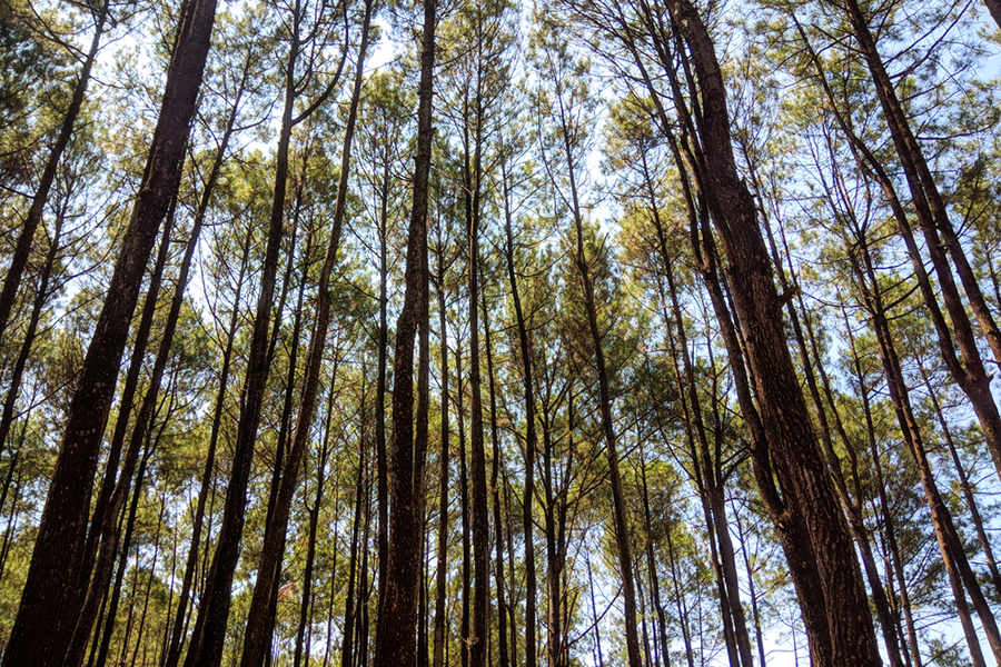 Tempat Trekking dan Jogging di Jogja - Hutan Pinus Pengger