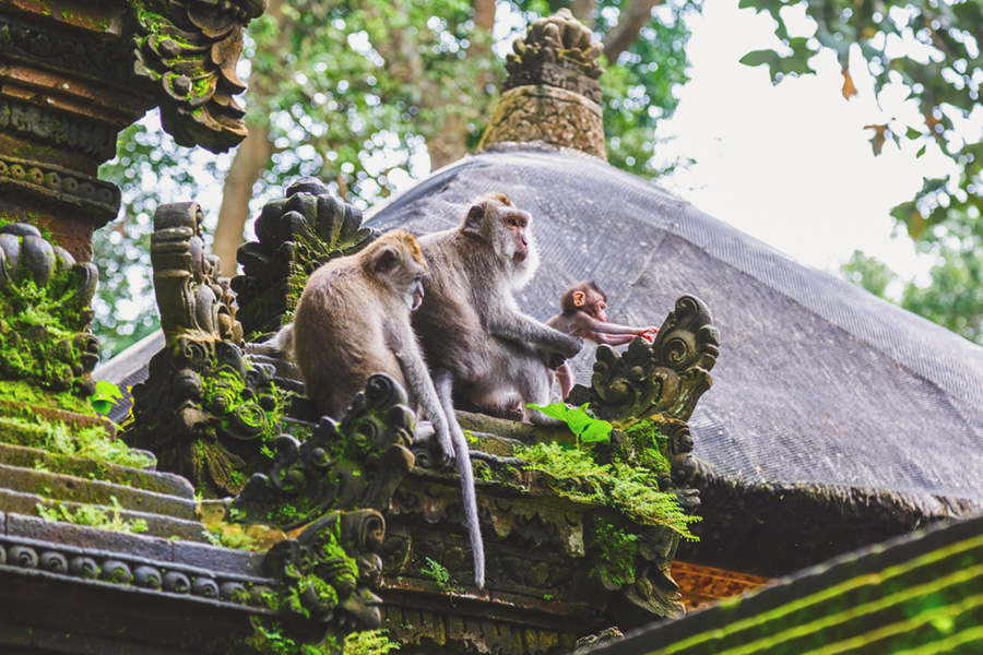 Ide Aktivitas Outdoor di Bali