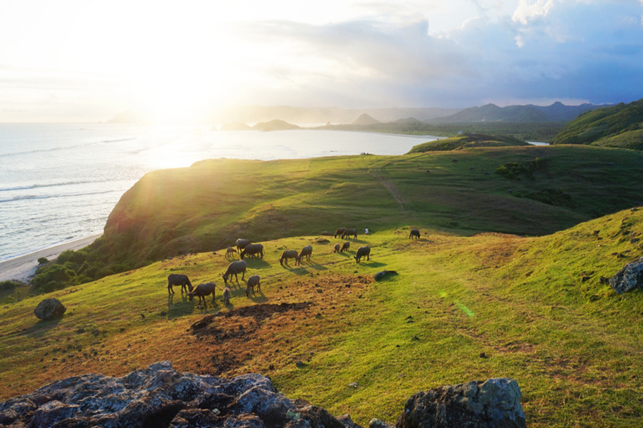 cows buffalos merese hill