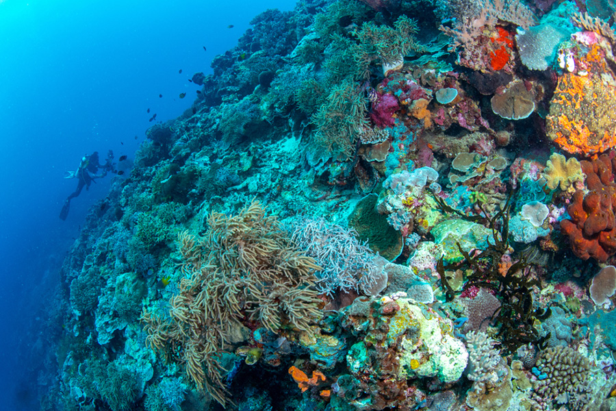 Pemandangan Bawah Laut di Indonesia