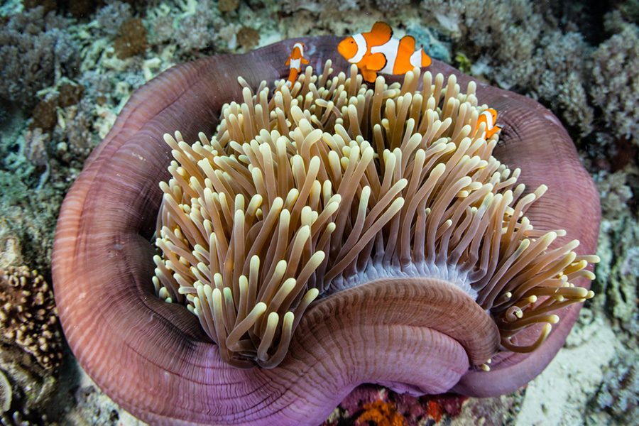 Raja Ampat guide