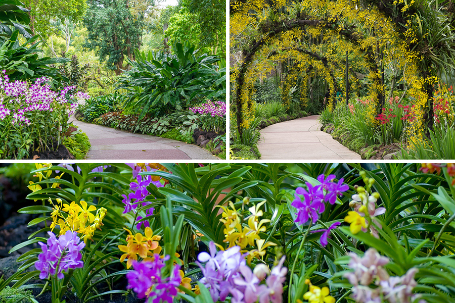 Singapore Botanical Garden