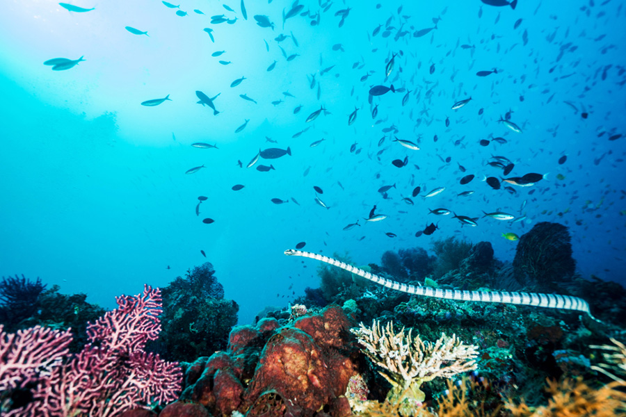 pemandangan bawah laut di Indonesia
