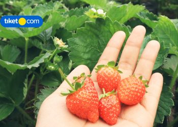 Kebun Stroberi Ciwidey