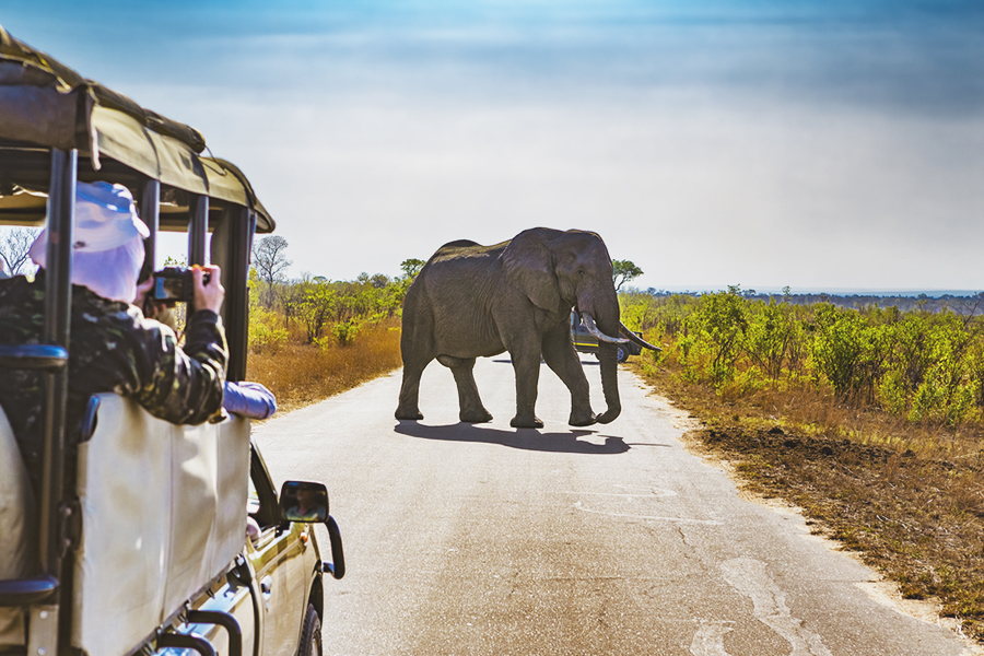 kruger national park
