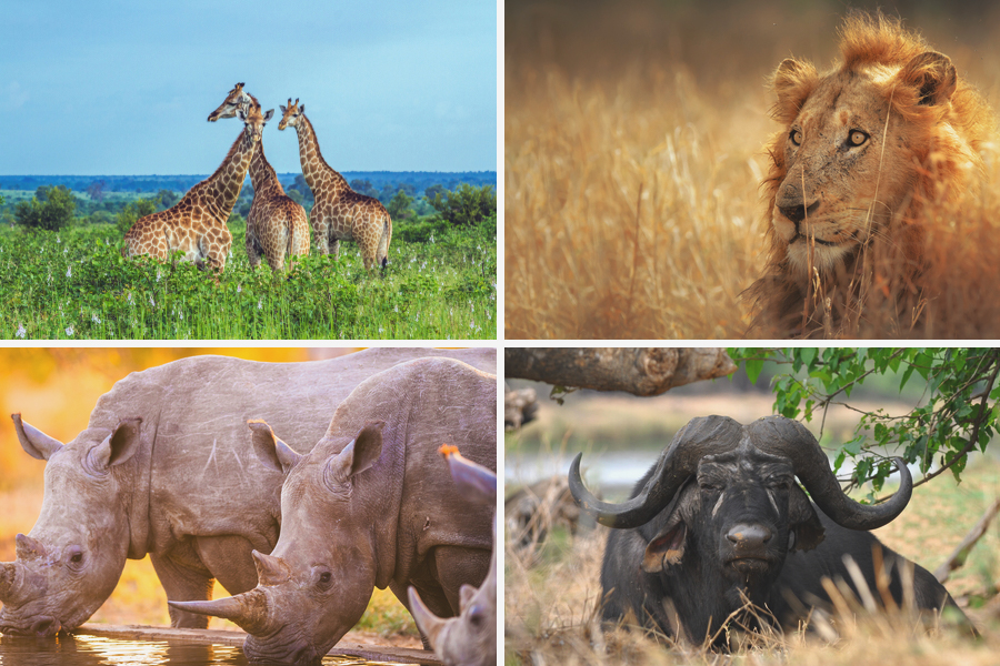 kruger national park