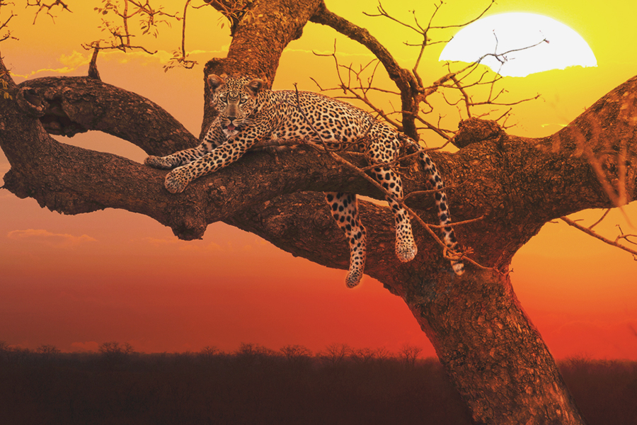 kruger national park