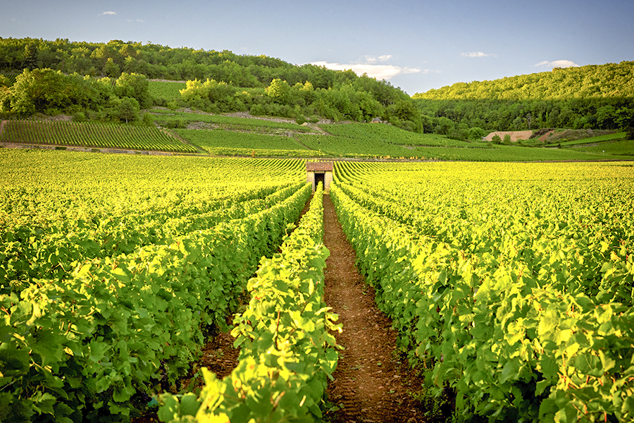 Tempat Wisata di Prancis - Kebun Anggur Loire Valley